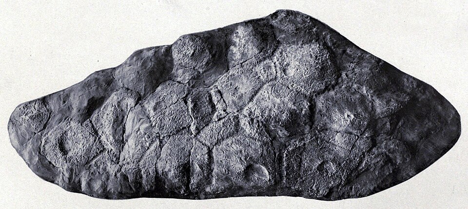 Stegopelta