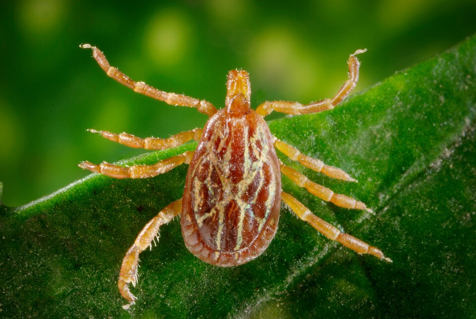 Amblyomma maculatum