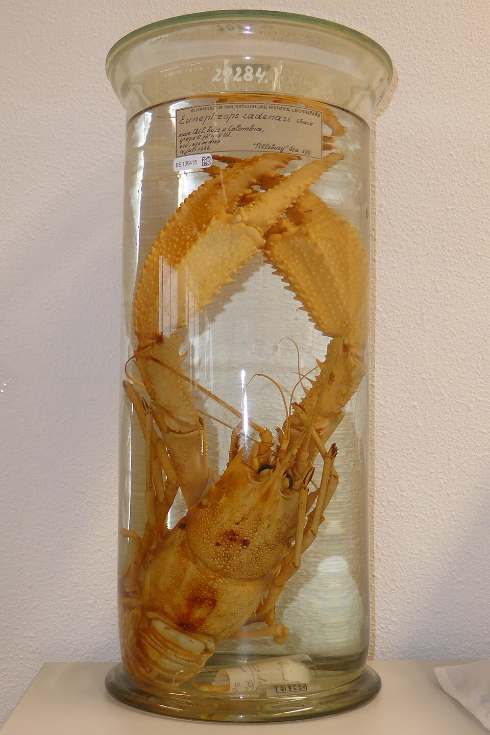 Eunephrops