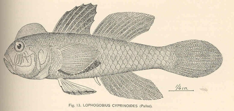 Lophogobius