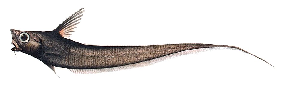 Nezumia sclerorhynchus