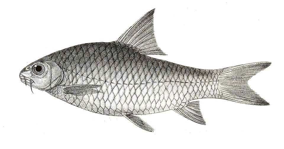Krishna Carp