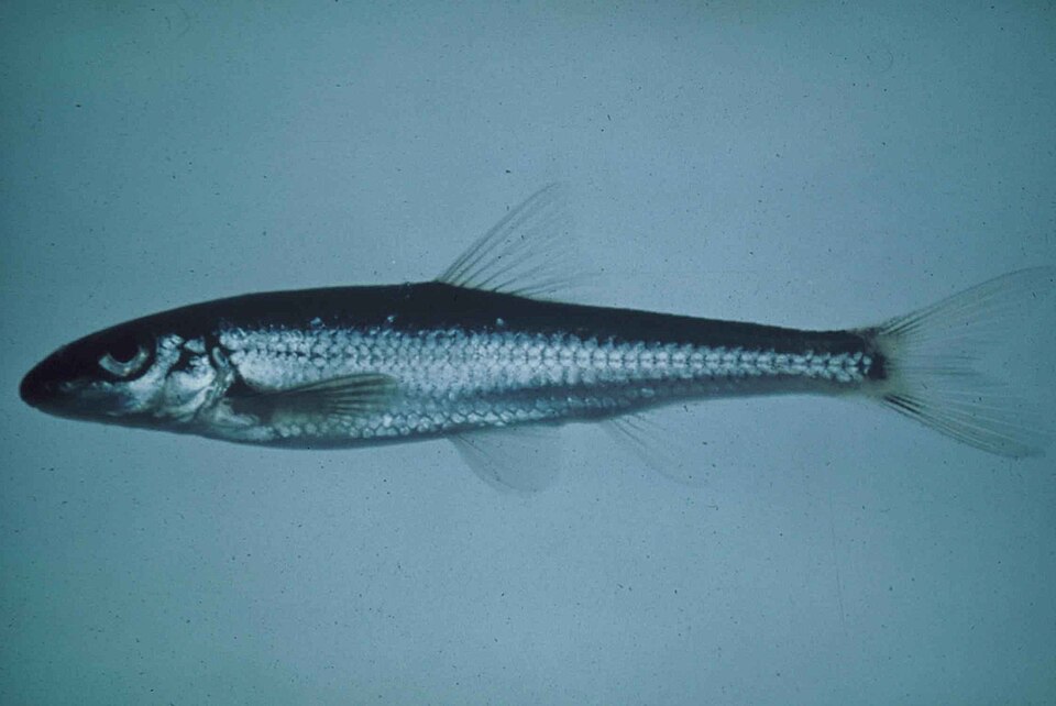 Slender Chub