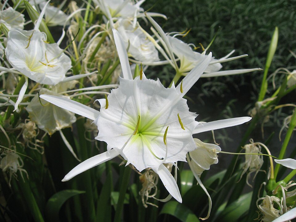 Hymenocallis