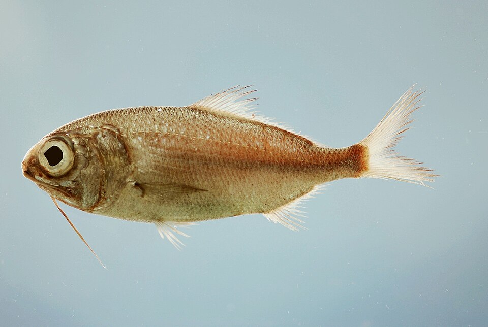 Polymixia lowei