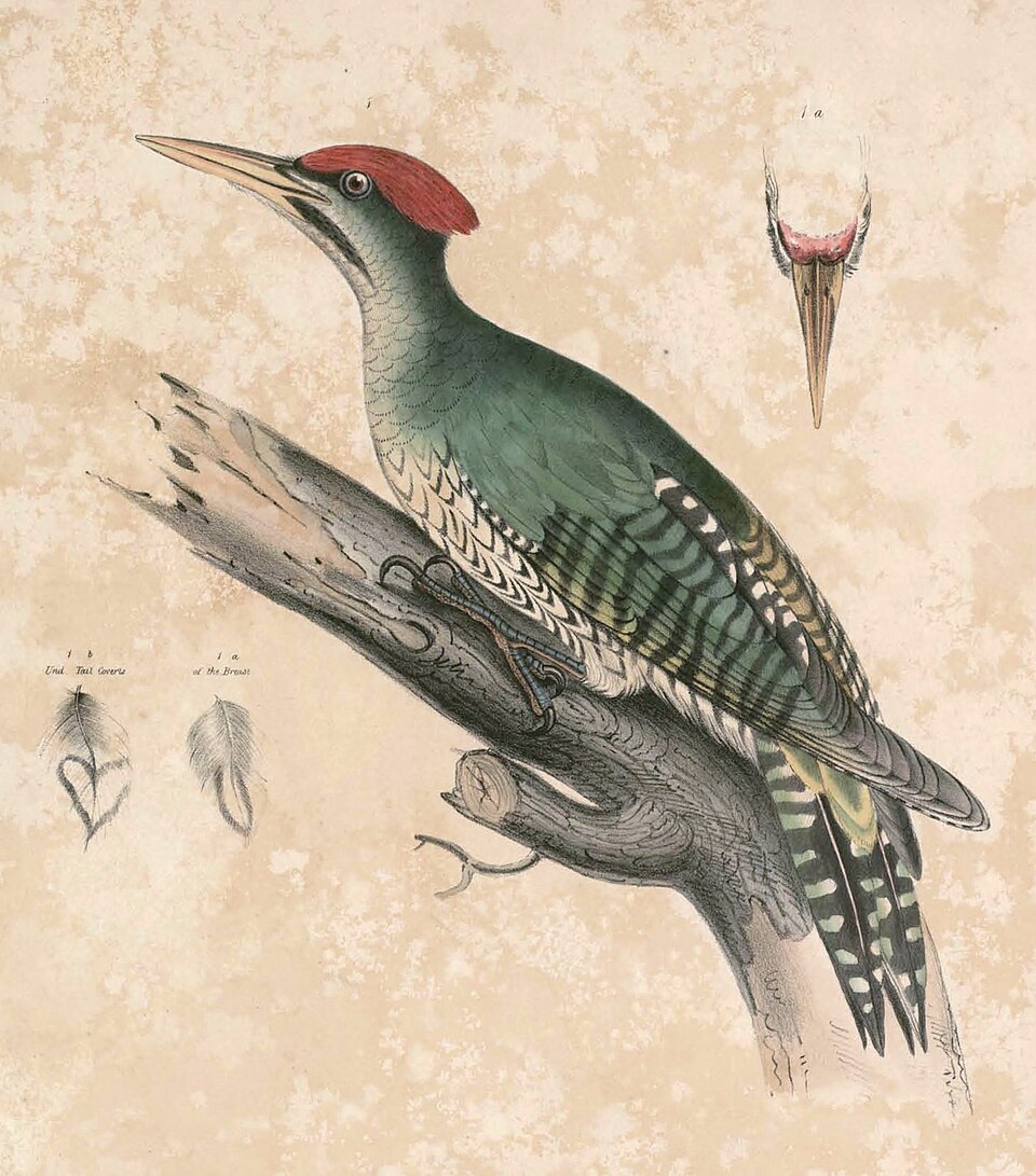 Streak-breasted Woodpecker