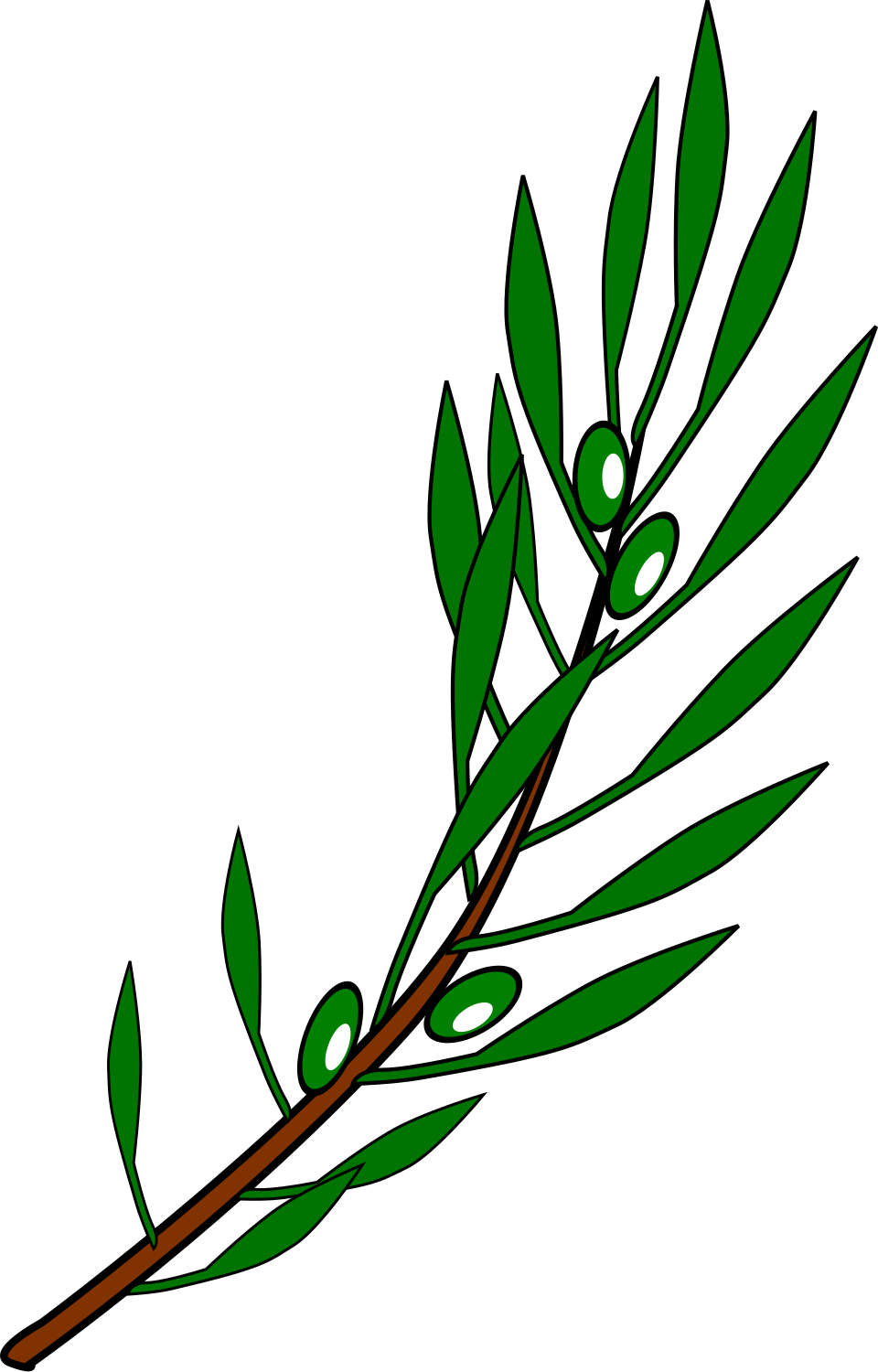 olive branch