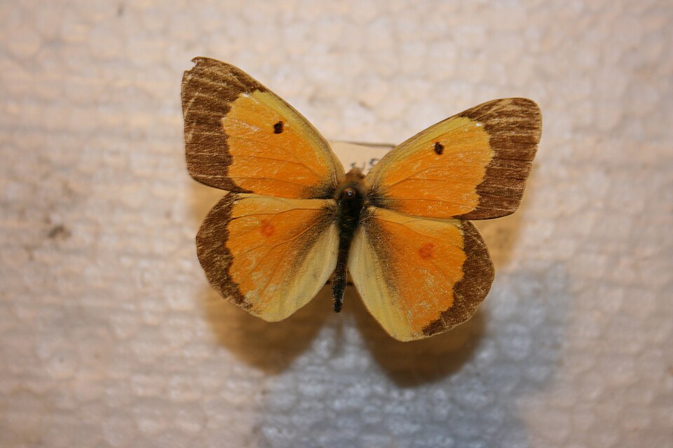 Colias eurytheme
