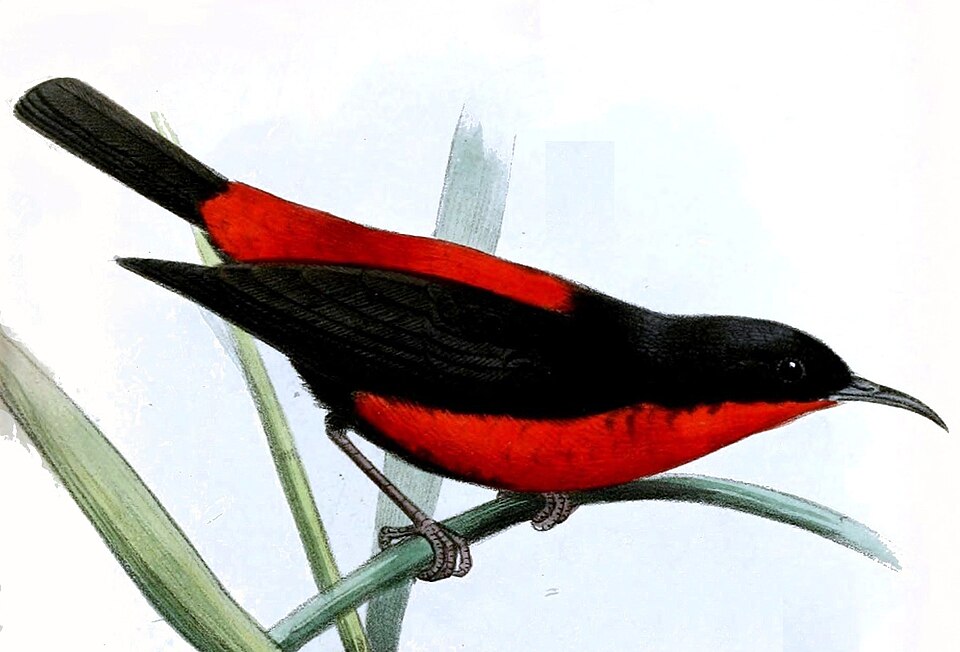 Rotuma Myzomela