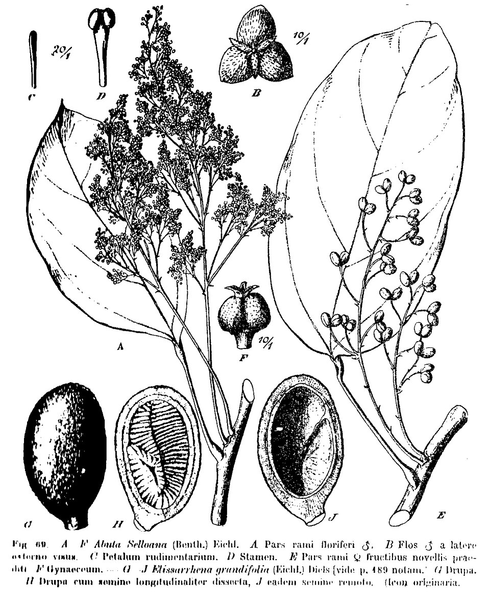 Abuta