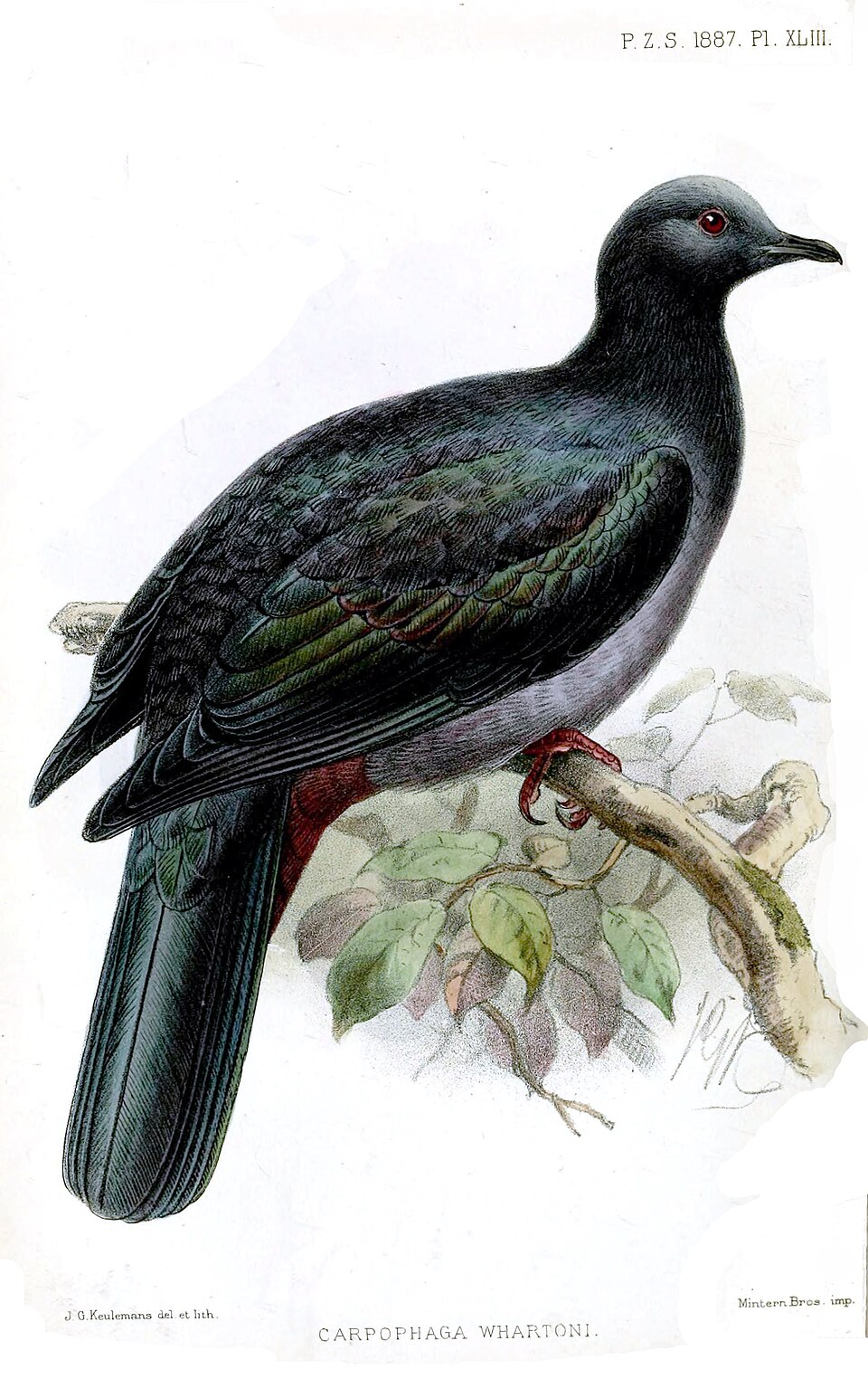 Christmas Imperial Pigeon