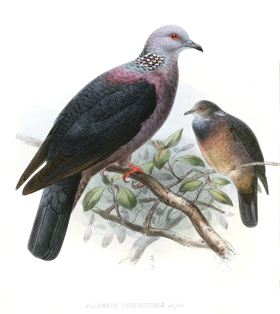 Columba torringtoniae