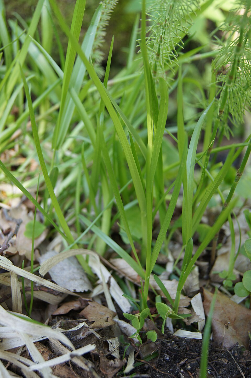 Poa remota