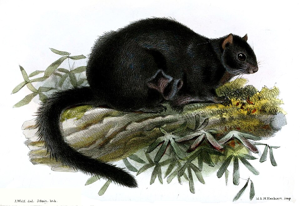 Large black flying squirrel