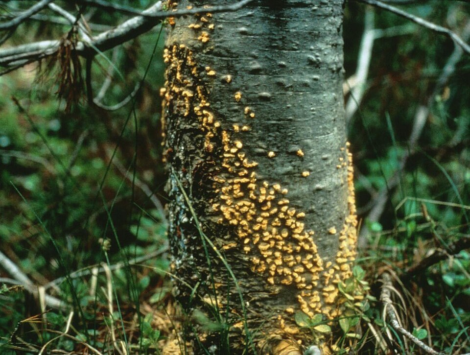 Cronartiaceae