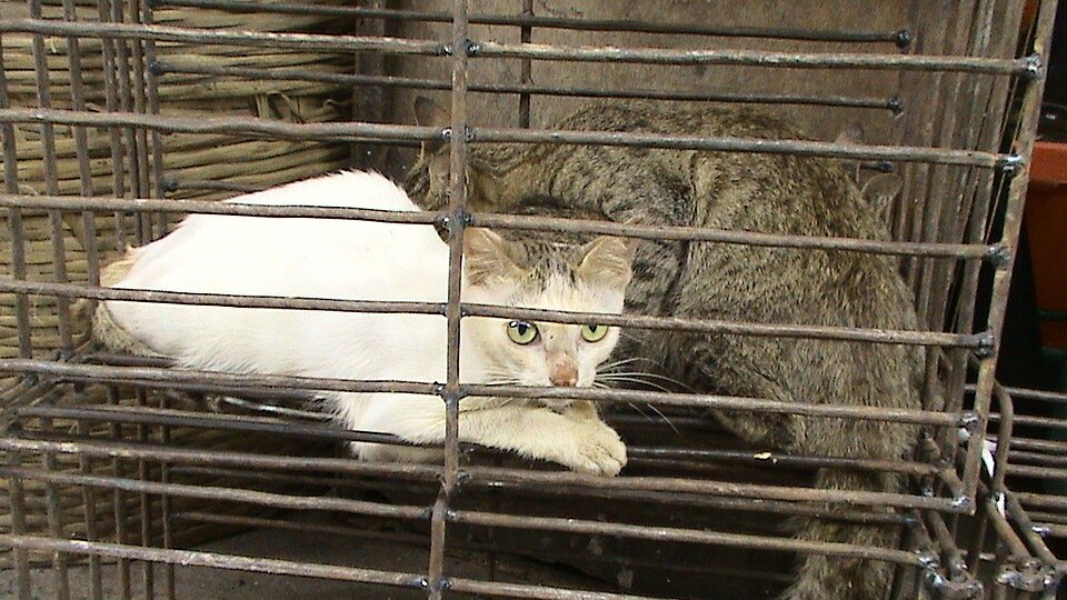 cat meat