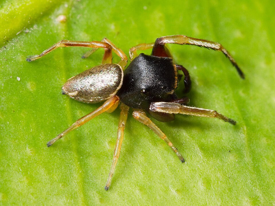 Zygoballus rufipes