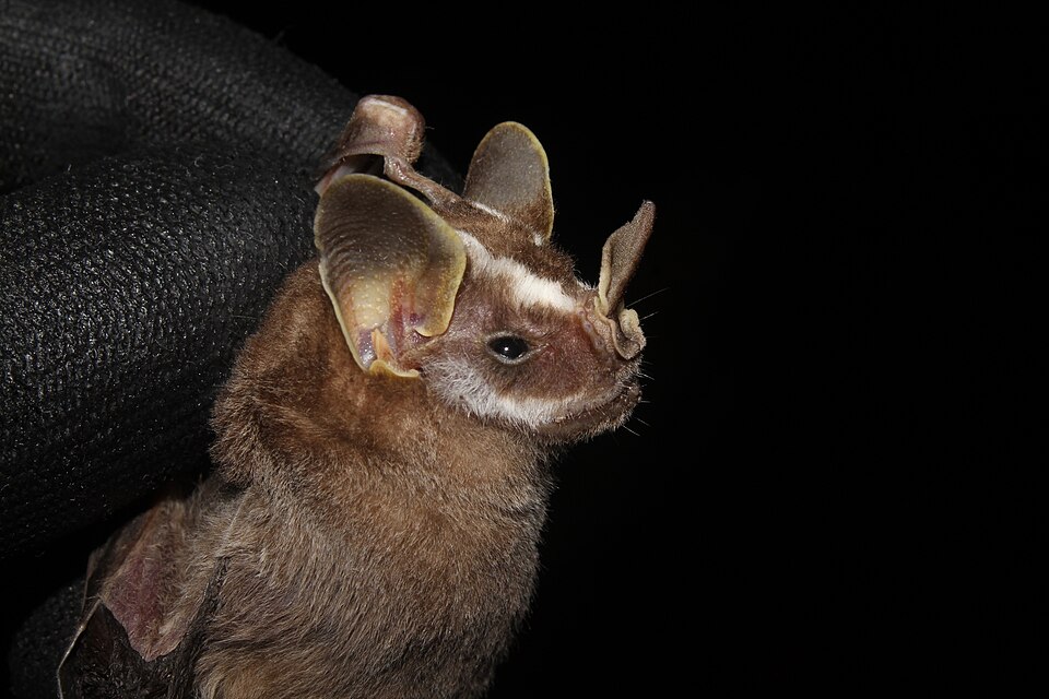 Bidentate yellow-eared bat
