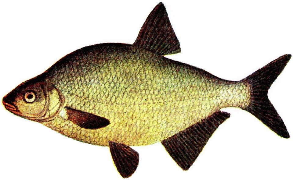 Abramis