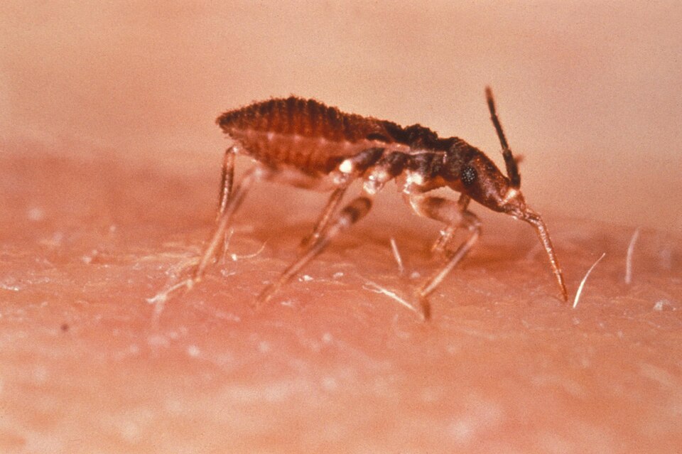Triatoma