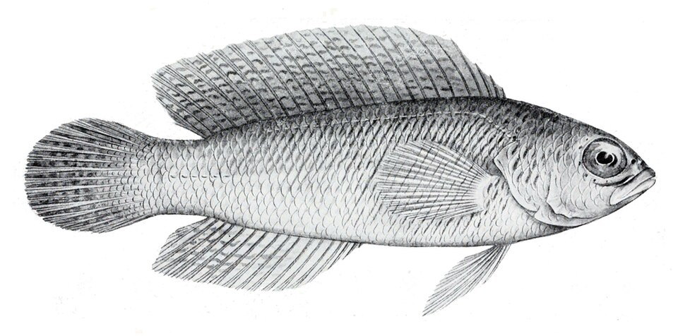 Cypho purpurascens