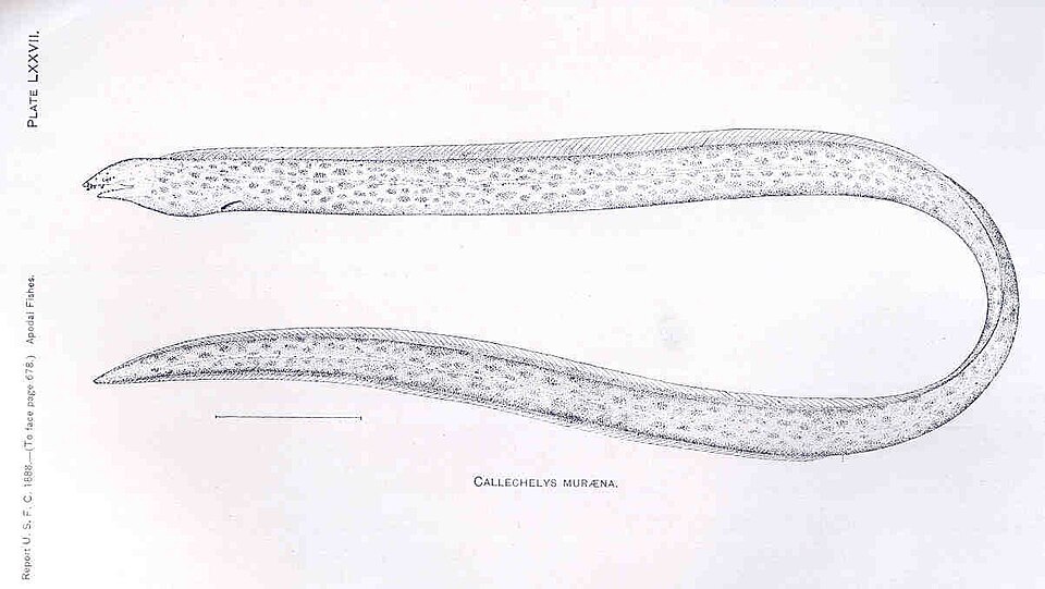 Callechelys muraena