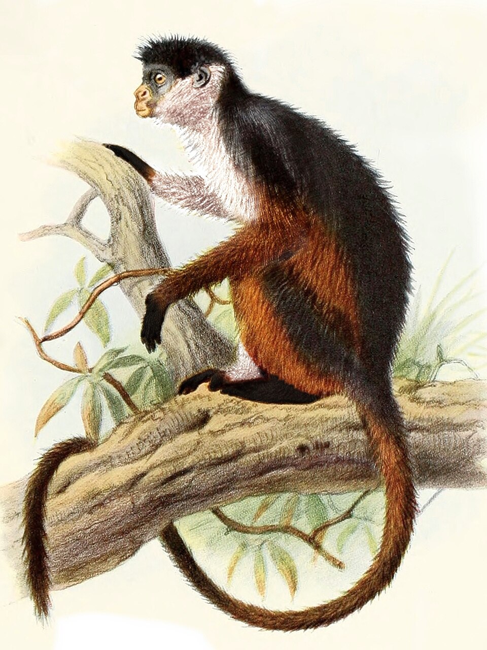Pennant's colobus