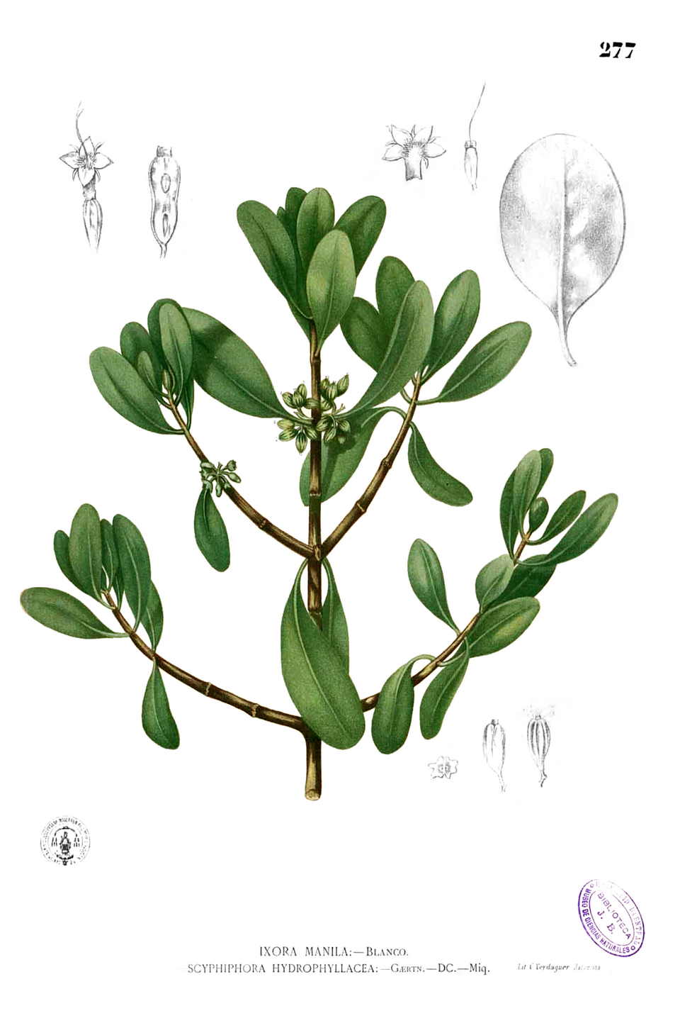Scyphiphora hydrophylacea