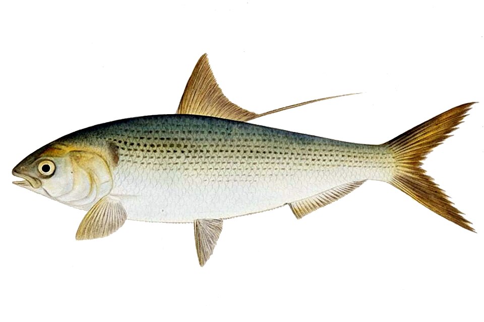 Konosirus punctatus