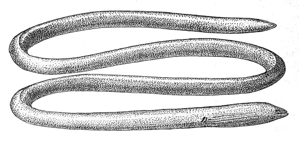 Moringuidae