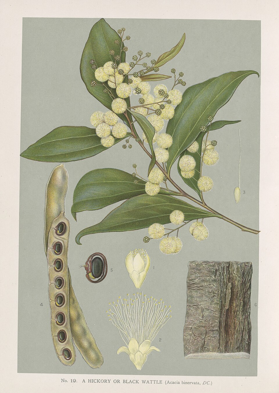 Acacia binervata
