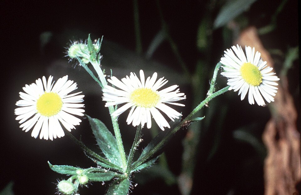 Erigeron strigosus