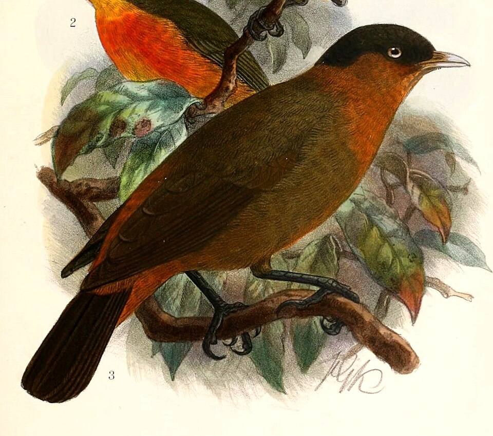 Kupeornis