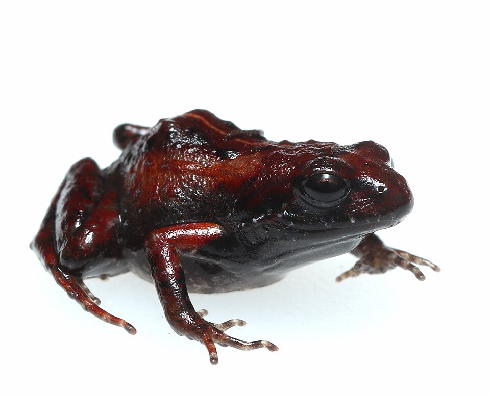 Lightfoot's moss frog