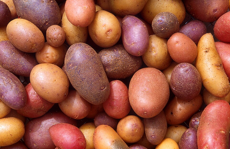 International Year of the Potato
