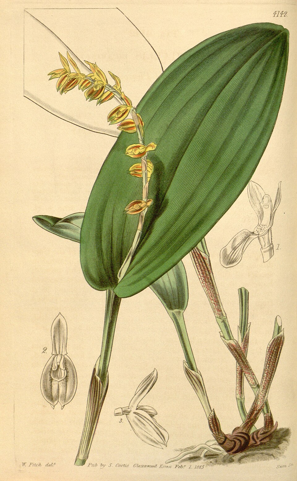 Acianthera bicarinata