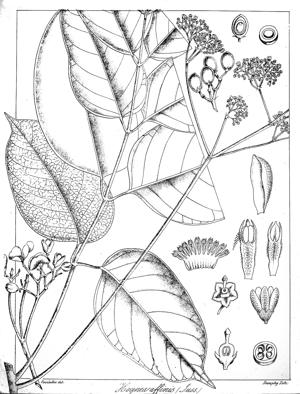 Trichilia catigua