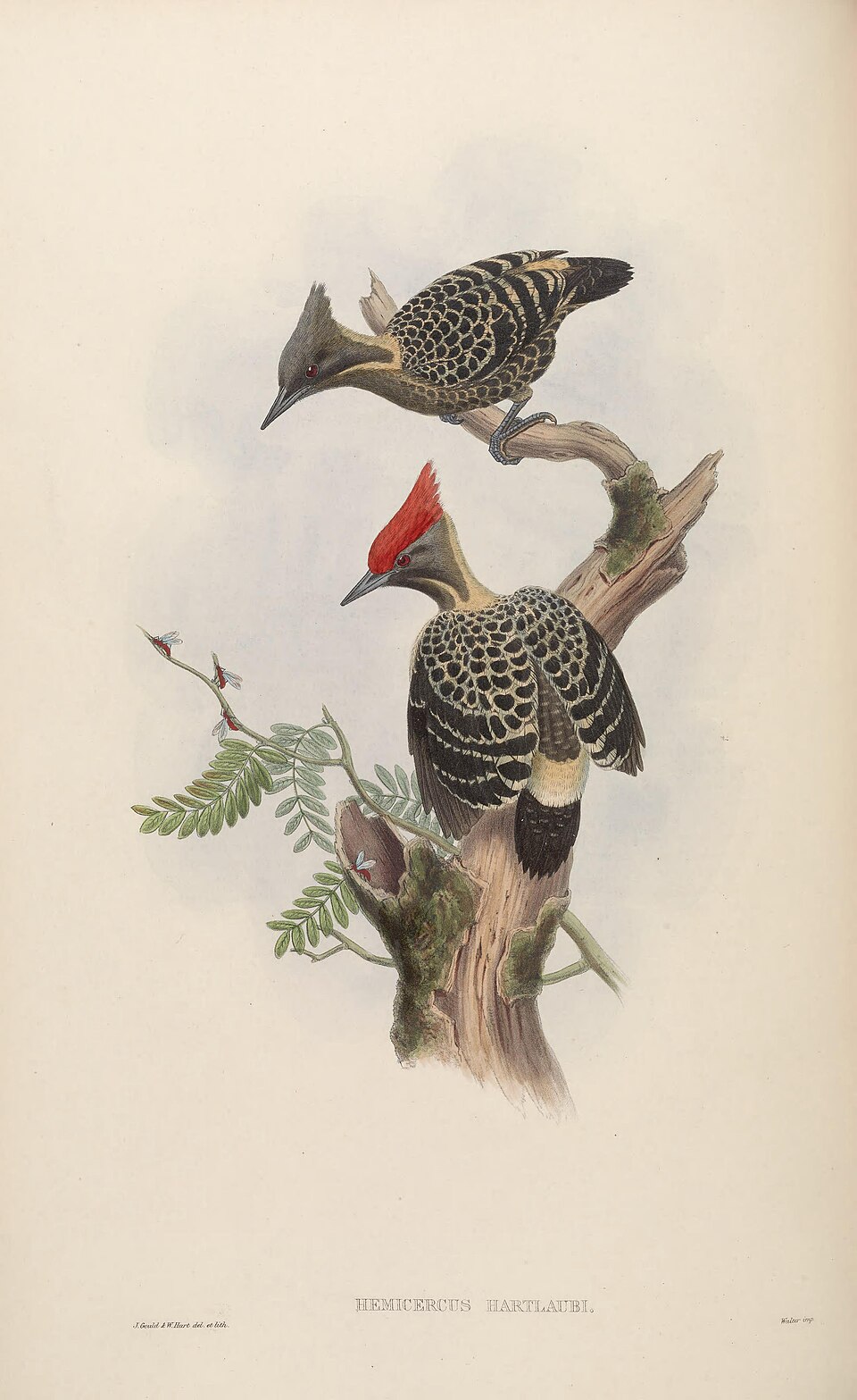 Grey-and-buff Woodpecker