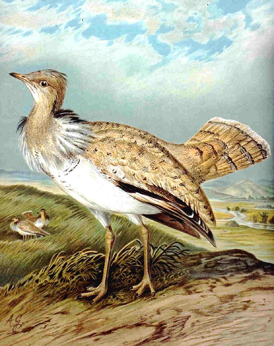 Chlamydotis
