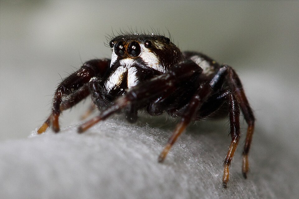 Metaphidippus