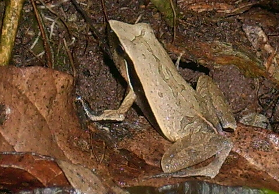 Physalaemus albonotatus