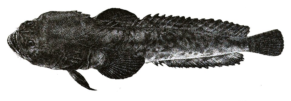 Allenbatrachus