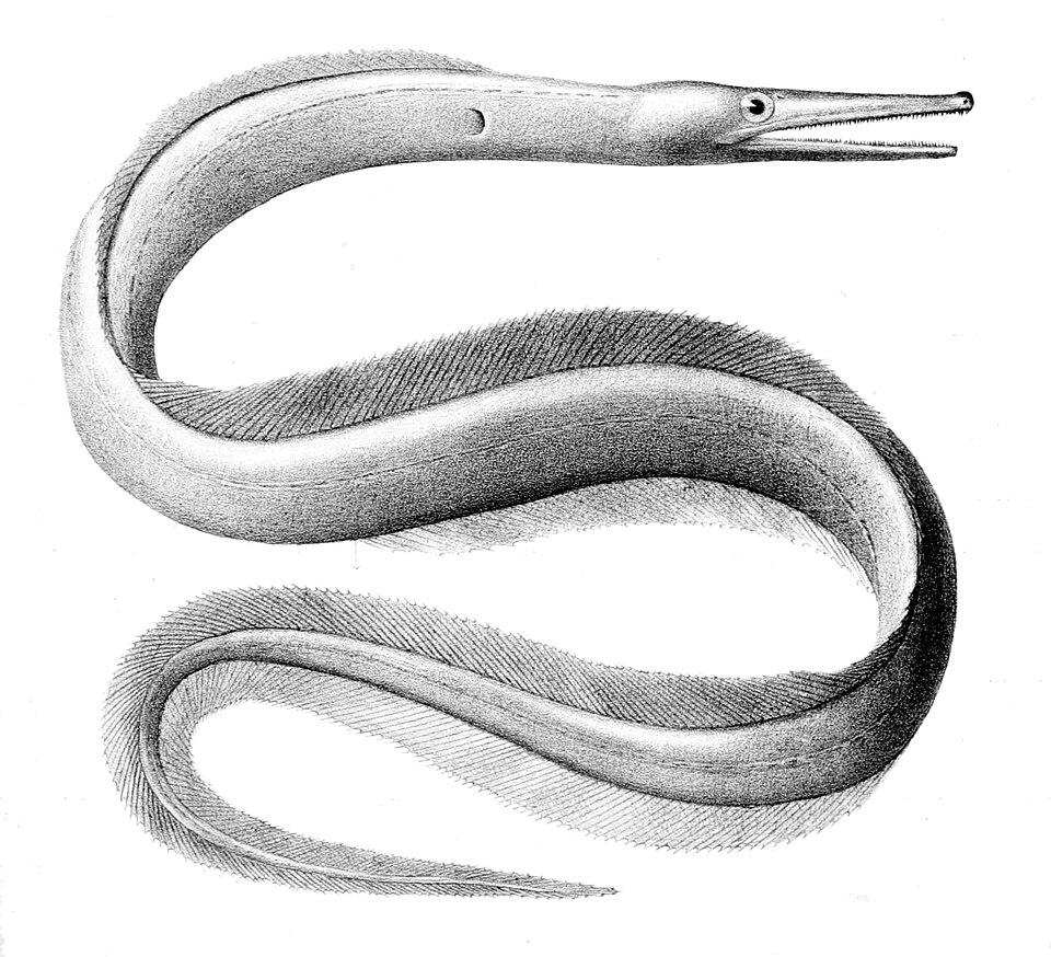 Facciolella oxyrhyncha