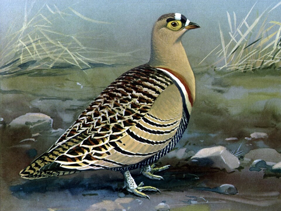 Four-banded Sandgrouse