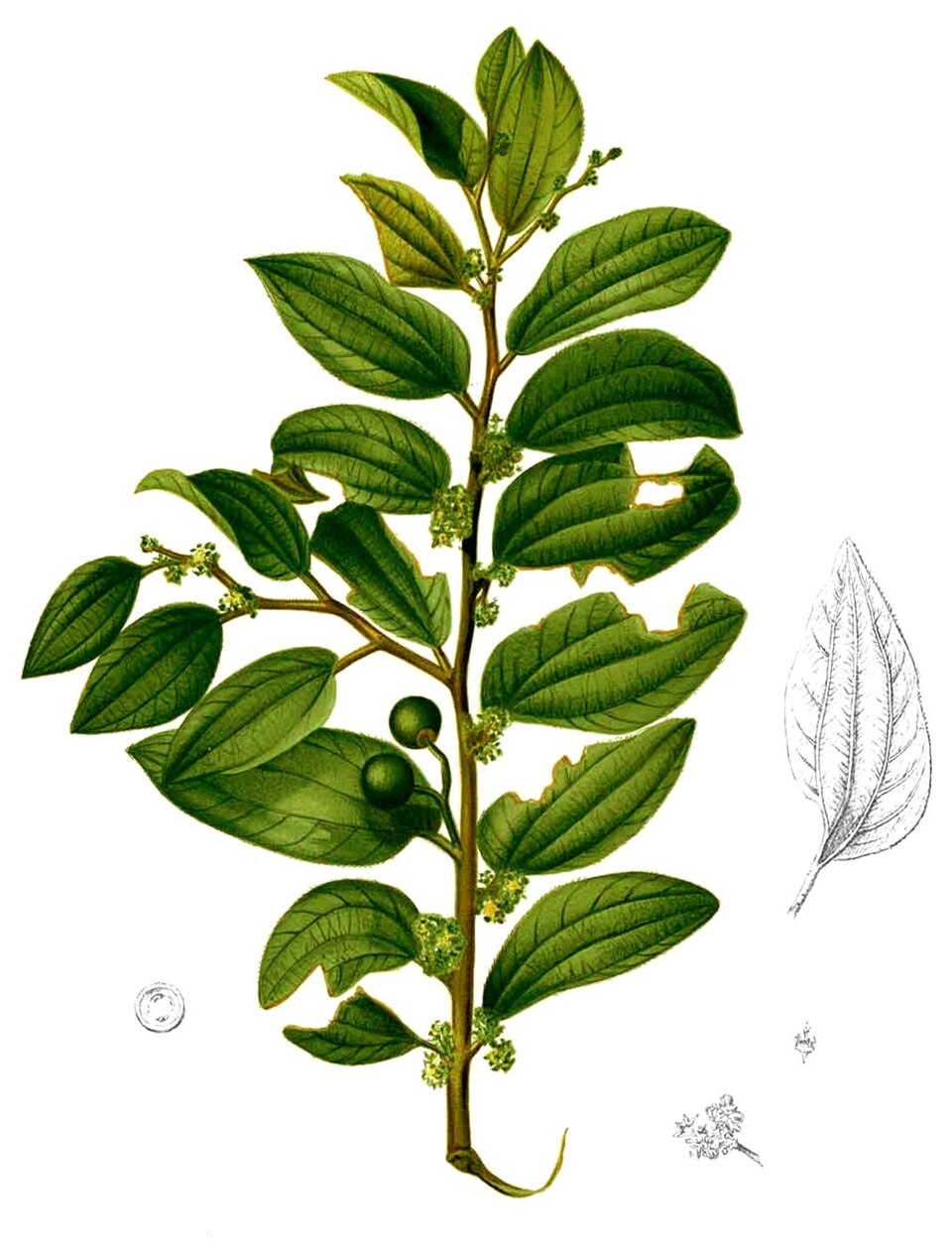 Ziziphus oenoplia