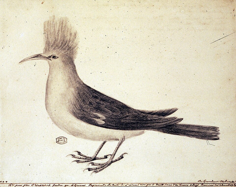 hoopoe starling