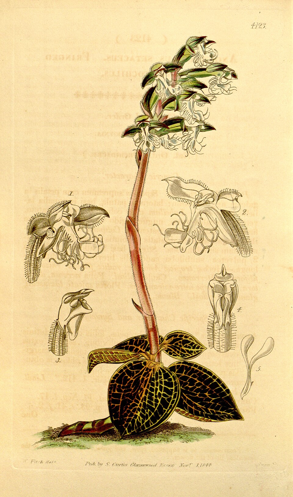 Anoectochilus