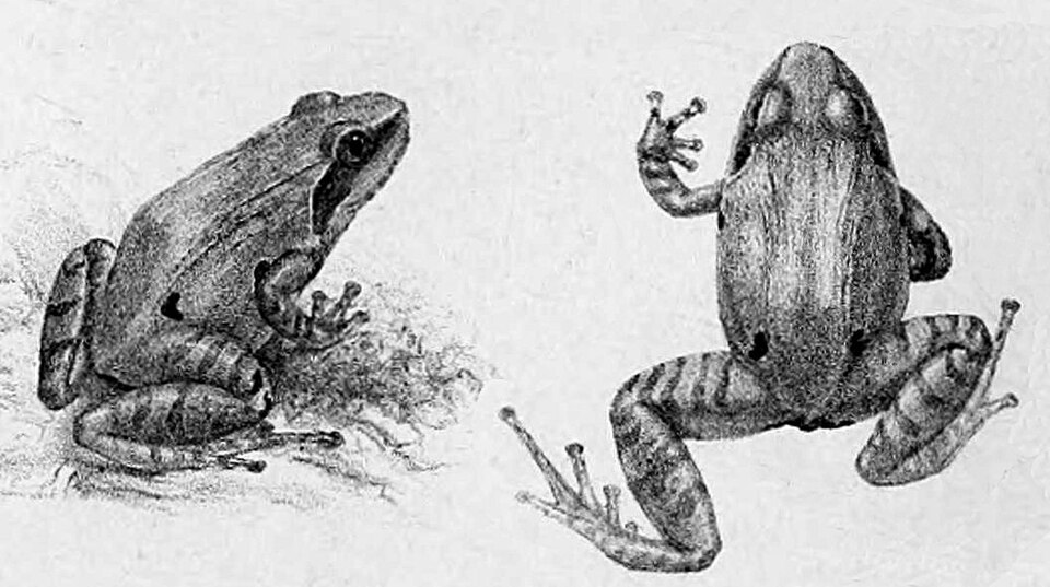 Indirana diplosticta