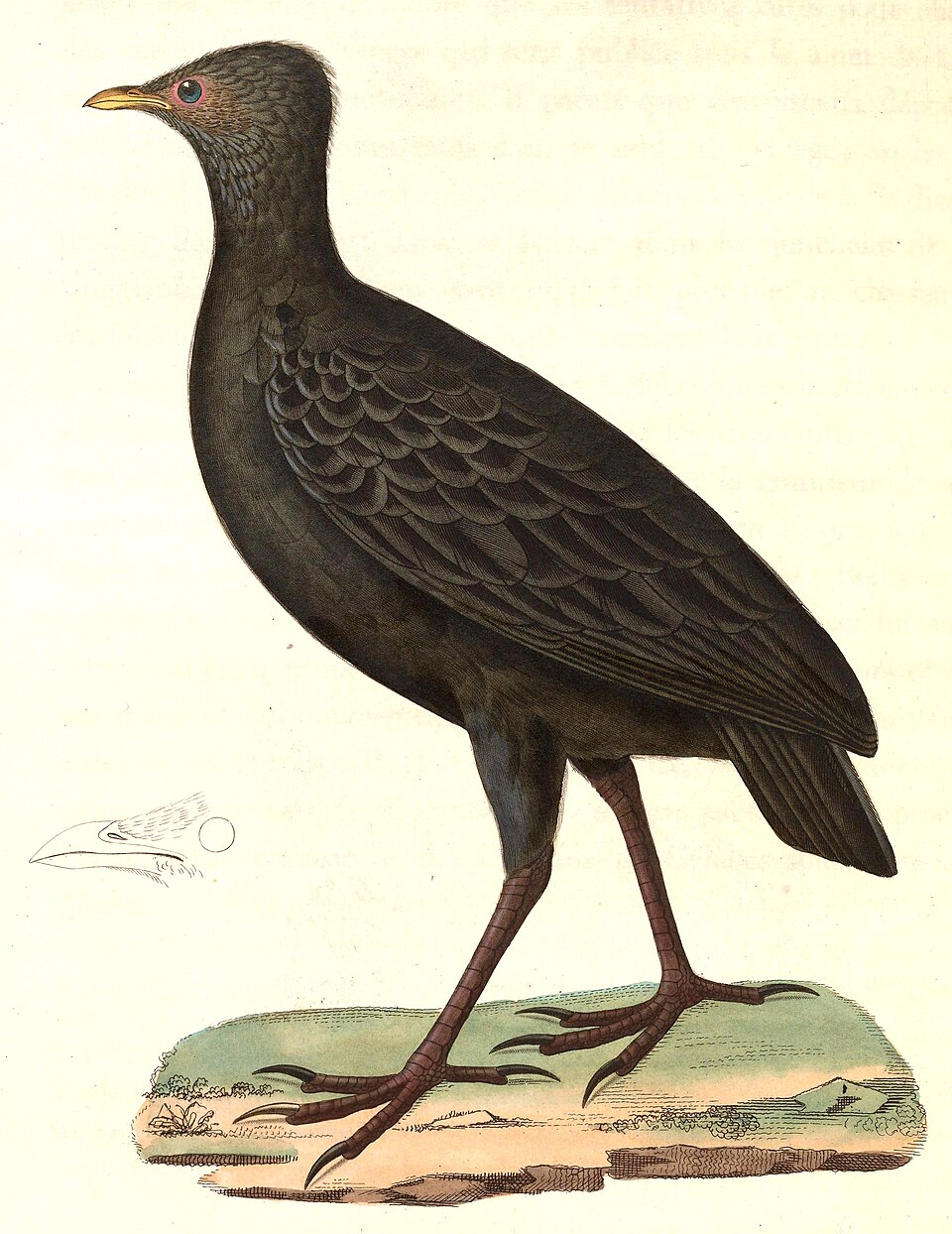 Dusky Megapode