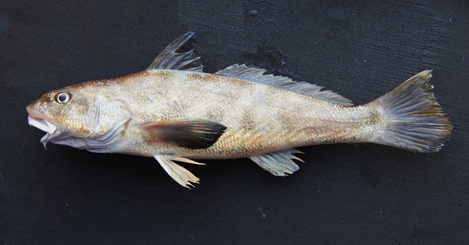 Kingcroaker